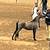 Miniature Horses for sale 3 thumbnail