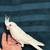 Macho cacatua 3 thumbnail