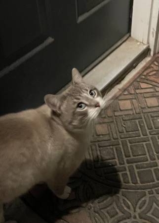 2 Lost Cats (Medford)63935101377283121