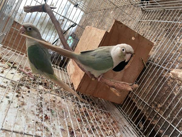 Turquiose green cheek  conures 1