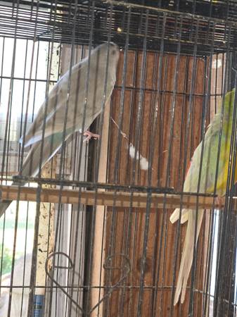 Proven pair of red rump parakeets (Salisbury)63927795163906122