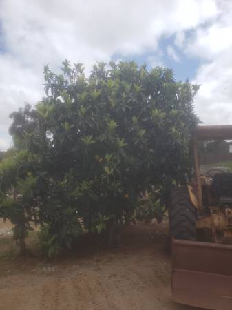Large Loquat Tree 1