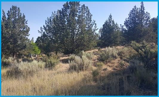 Stunning 1 Acres wooded lot in California 1