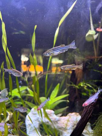 Zebra Danio qty: 7, $15 1