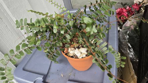 Ceramic flower tree plant pots 1