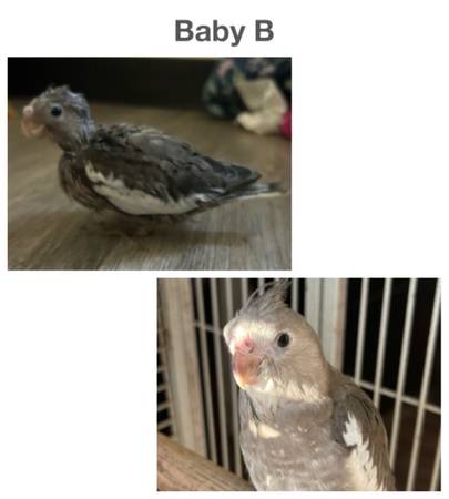 Baby cockatiel’s looking for their forever home (Wenatchee)63761992437251121