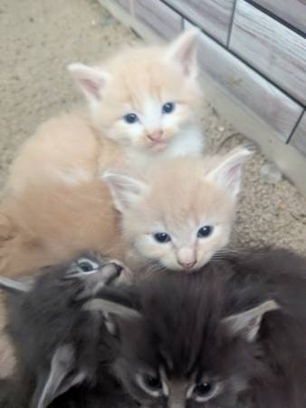 Gata mamá y gatitos gratis (Tigard)63842371225859120