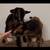 Baby Mini Nigerian Pygmy Goats 11 thumbnail