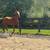 Husband/ trail/ lesson horse 13 thumbnail