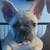 French Bulldog pups 7 thumbnail