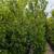 Ficus 7 thumbnail
