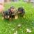 Dachshund puppies ready now 1 thumbnail
