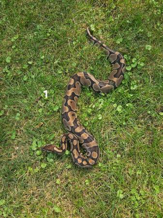 Boas reales para reubicación (East Palestine)63661192869507120