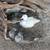 Mandarin Ducks 4 thumbnail