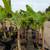 Banana Tree 🍌🍌 3 thumbnail