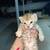 kittens 1 thumbnail