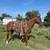 Scarlett-KID SAFE GENTLE MARE 2 thumbnail