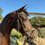 Two Spanish Mares for sale 3 thumbnail