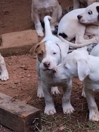 Bebés necesitando un buen hogar (Chesnee)63661473957505120