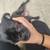 Pug mix puppies 10 thumbnail