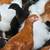 Egg Laying Pullets 1 thumbnail