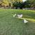 Rare young Heritage pair Beltsville white Turkey 5 thumbnail