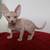 Sphynx Kittens 12 thumbnail
