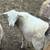 Katahdin whethers and ewes 8 thumbnail