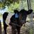 Mini Cow Calves Highland and Highpark 4 thumbnail