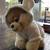 2 Boo Dogs by GUND  Stuffed Animals - LIKE NEW 2 thumbnail