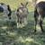 Mini jack donkeys 1 thumbnail