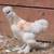 Friendly, beautiful young rooster looking for new home 2 thumbnail