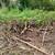 Land Clearing Brush Cutting 1 1/2 acres Wooded Area 1 thumbnail