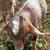 pygmy goat male 4 thumbnail