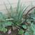 Five  Aloe Plants 22" to 32" for $100 or Priced Separately 10 thumbnail