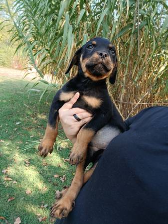 Rottweiler Puppies63812944032769120