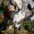 Beautiful miniature Nigerian Buck 1 thumbnail