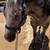 AQHA race gelding 3 thumbnail