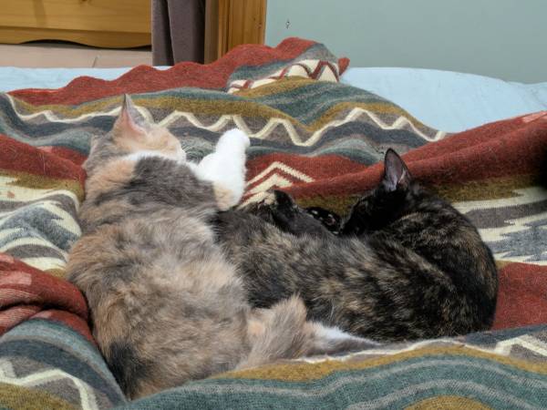 Two cats for rehoming (Ridgewood)63996313137538120