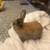 Hooland lop Black Tort 19 thumbnail
