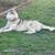 2 yr old  male husky 2 thumbnail