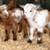 BABY GOATS 2 thumbnail