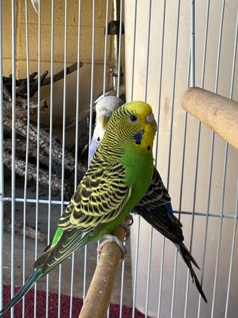 2 Parakeets with cage 1