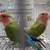 Lovebird 3 thumbnail