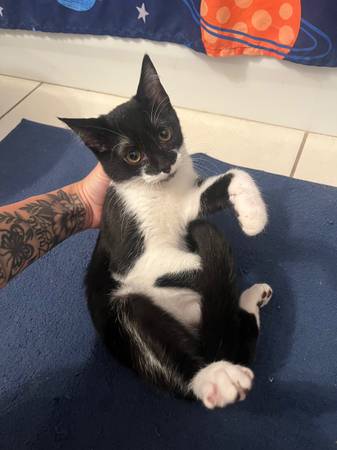 Dos gatitos necesitan reubicación (Killeen)63839345074819122