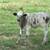 SOLD -  Texas longhorn bull calf 2 thumbnail