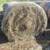 Net wrapped rolled hay 6 thumbnail