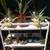 Potted healthy organic aloe vera, snake, jade plants, siempre vida 5 thumbnail