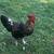 Roosters for sale 1 thumbnail