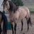 Dunskin AQHA Stallion at Stud 2026 5 thumbnail